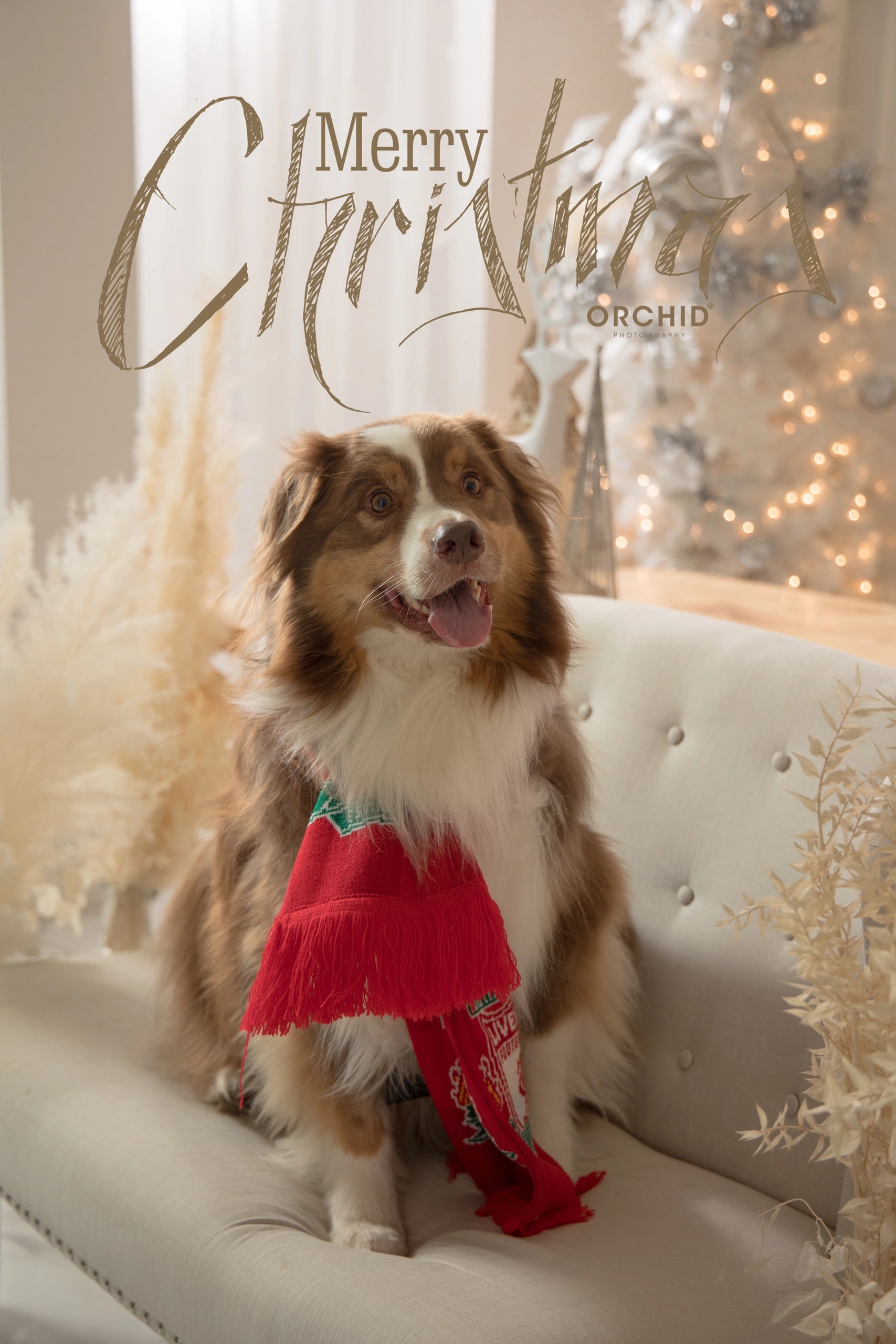Winter Whispers — dogs in the winter set